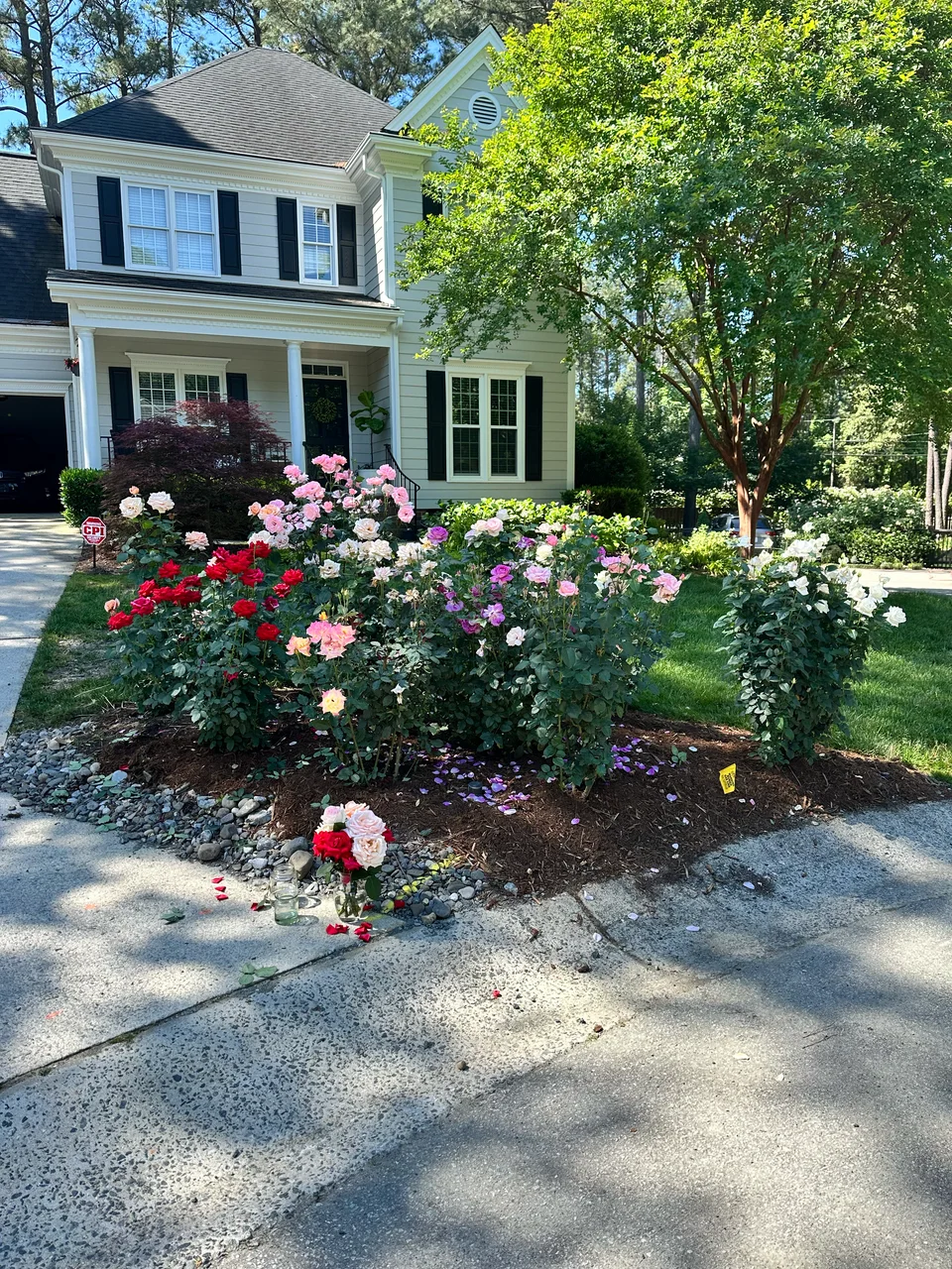 Flowering roses and lush planting beside a front garden path